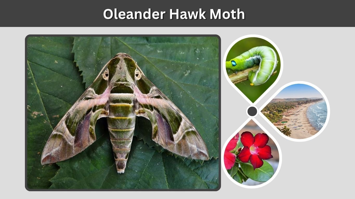 Oleander Hawk Moth: Caterpillar, Life Cycle & Facts