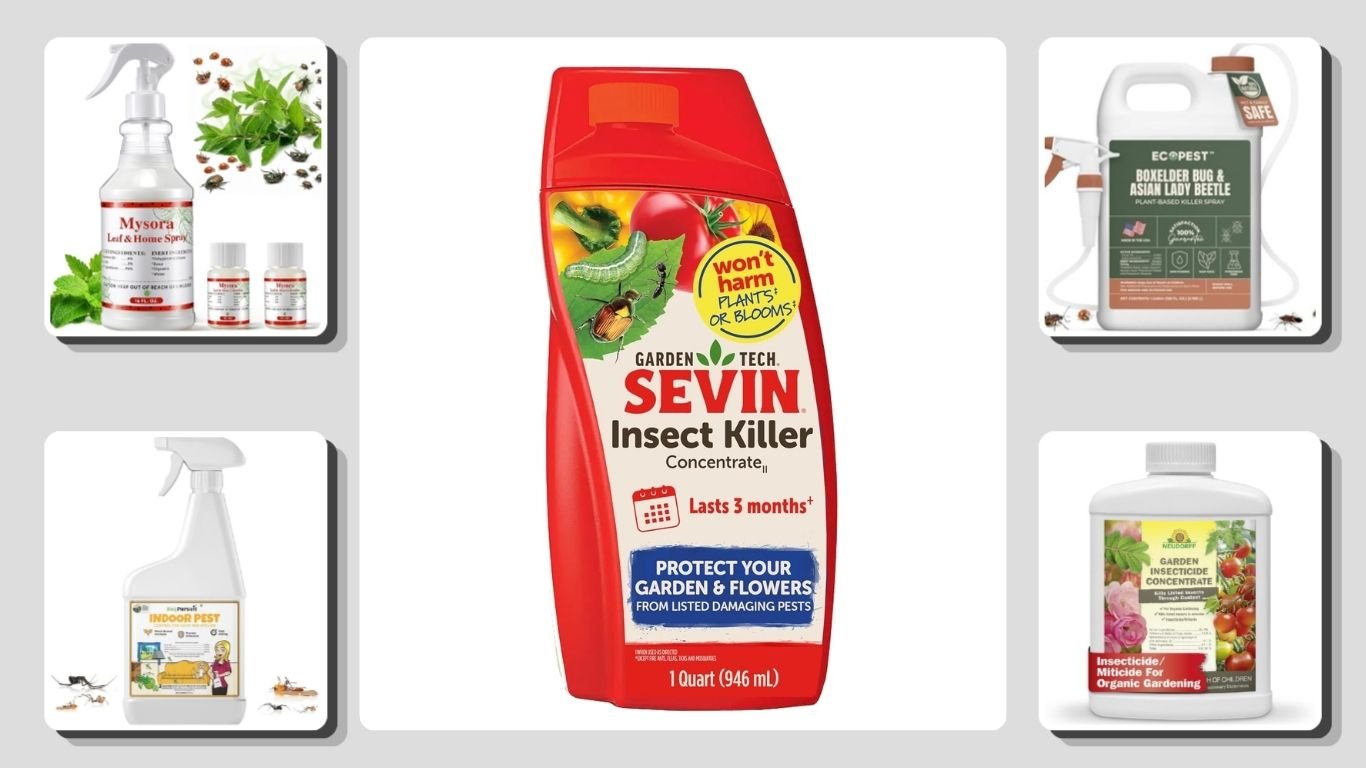 9 Best Asian Lady Beetle Sprays for Indoor and Outdoor Control