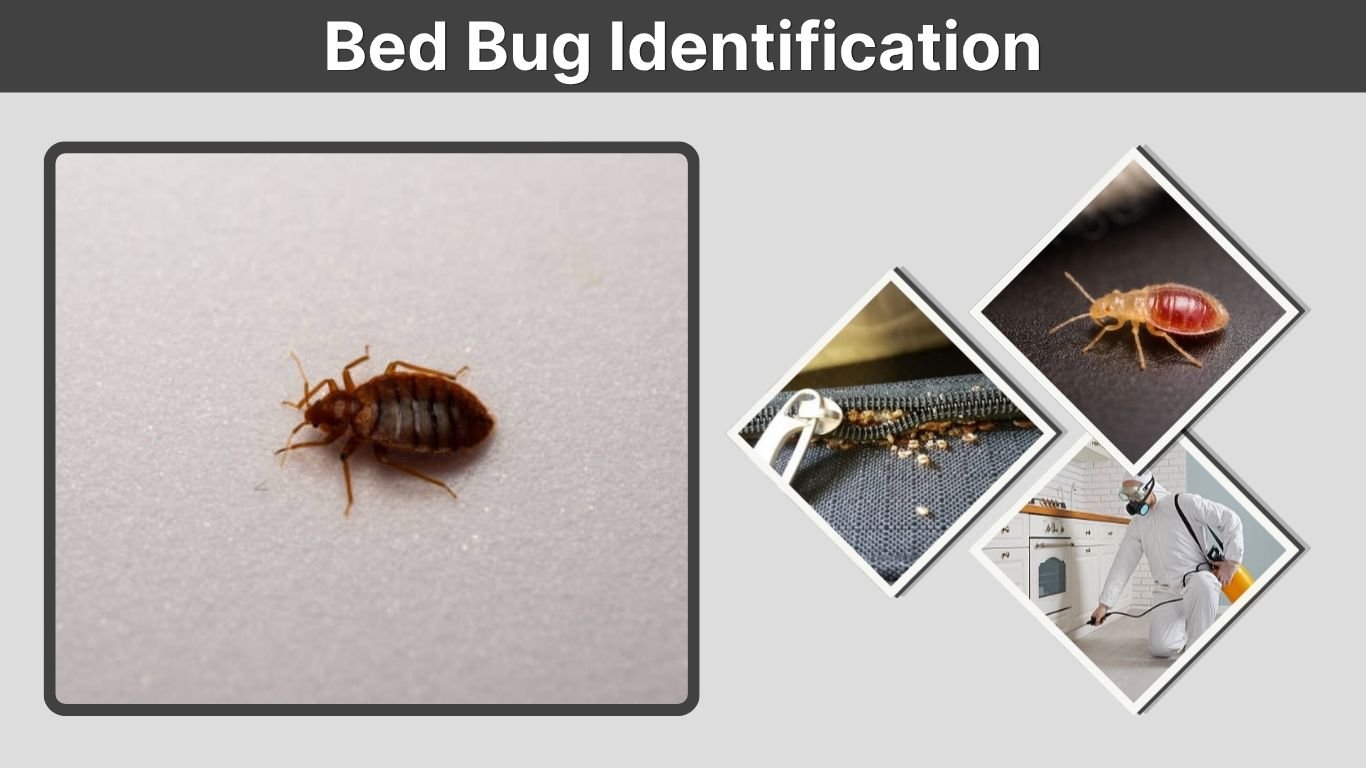 Bed Bug Identification: Signs, Bites, Eggs & Look-Alikes