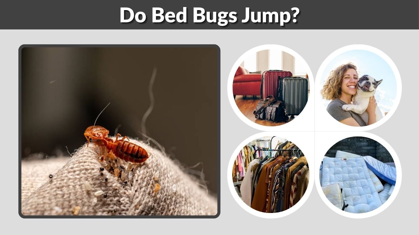 Do Bed Bugs Jump? How They Move and Spread