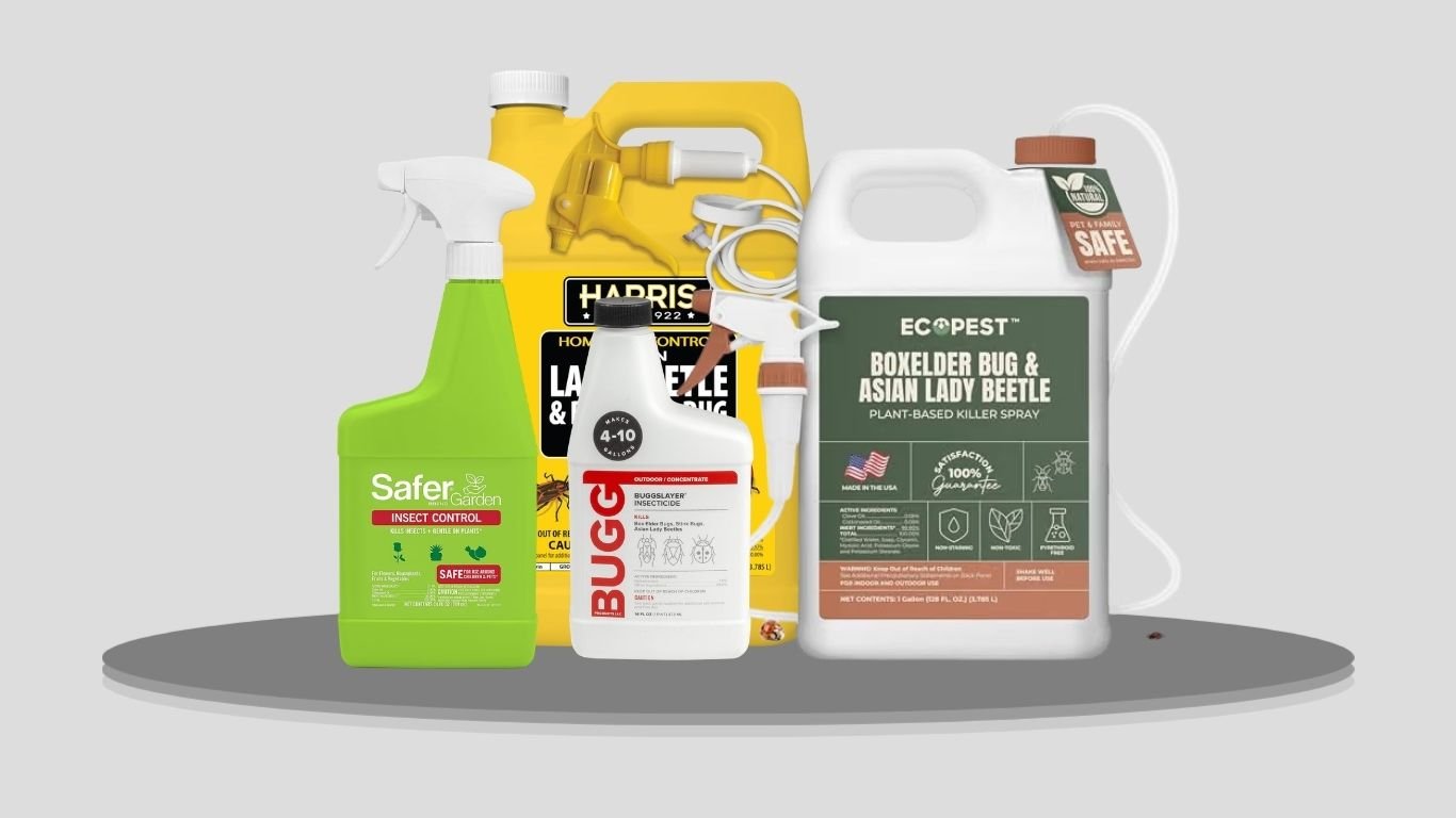 6 Best Lady Beetle Repellent Sprays for Effective Control