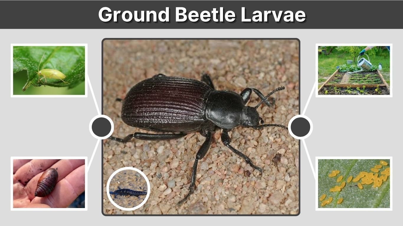 Ground Beetle Larvae: Identification, Diet & Life Cycle