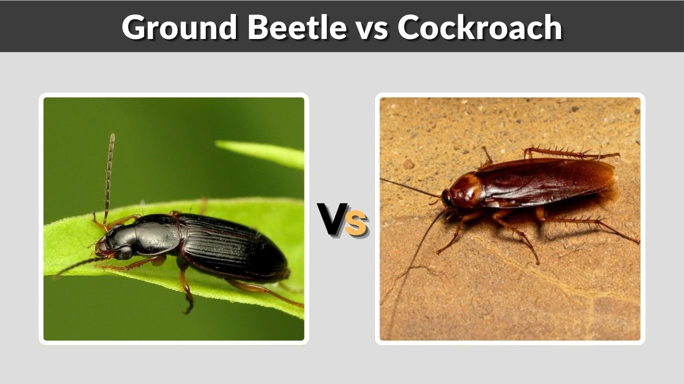 Ground Beetle vs Cockroach: How to Tell Them Apart