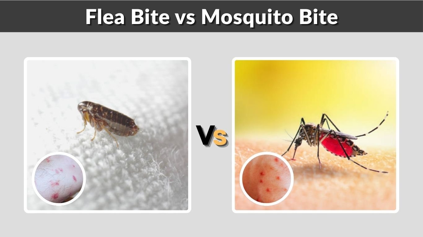 Flea Bite vs Mosquito Bite: How to Tell the Difference