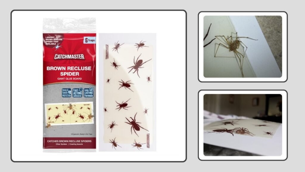 Catchmaster Spider Trap Glue Boards