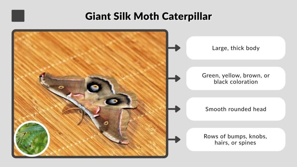 Giant Silk Moth Caterpillar