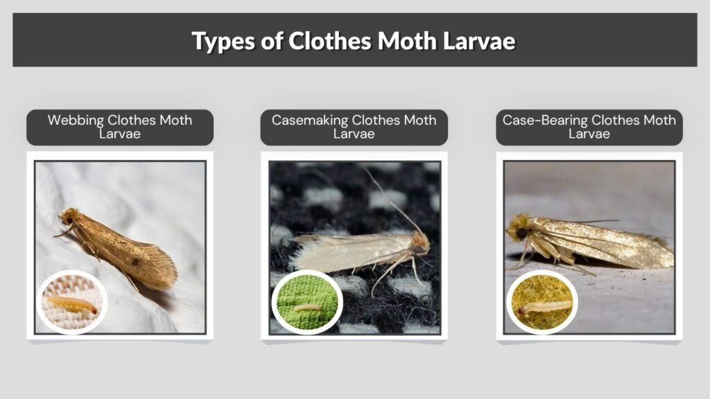 Types of Clothes Moth Larvae