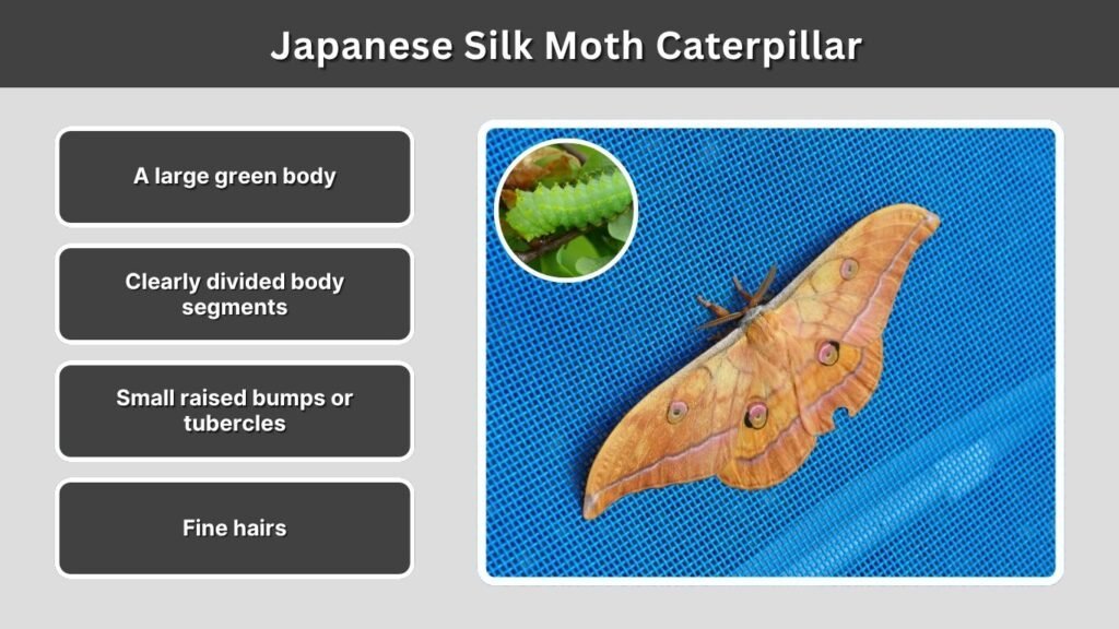 Japanese Silk Moth Caterpillar
