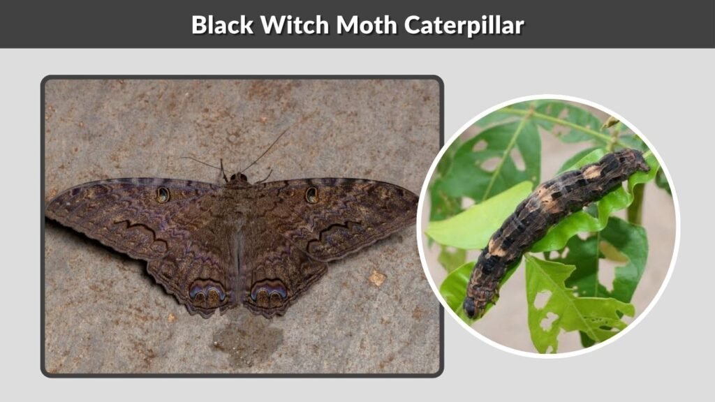Black Witch Moth Caterpillar