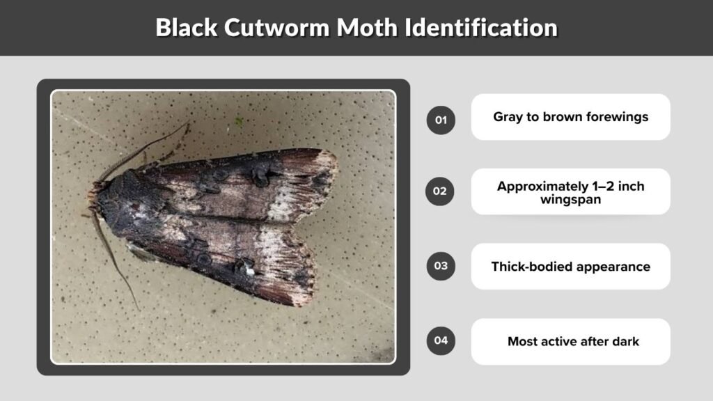 Black Cutworm Moth Identification
