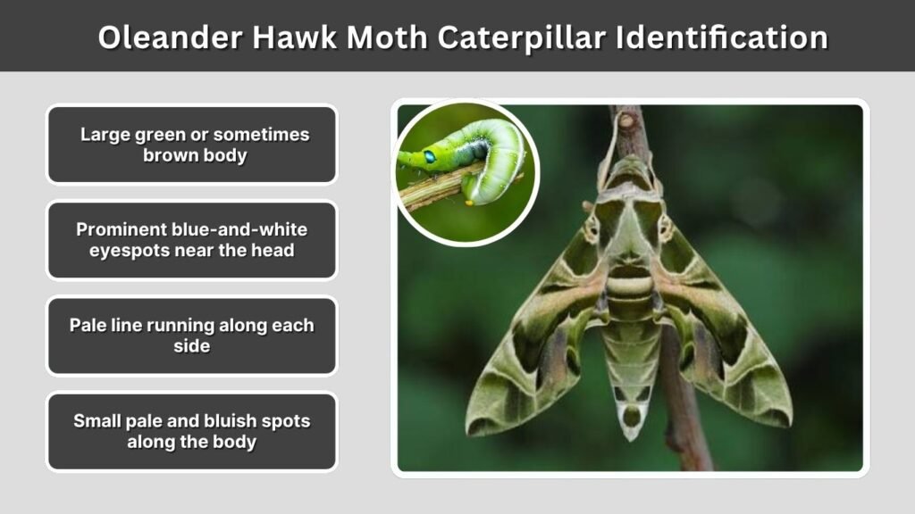 Oleander Hawk Moth Caterpillar Identification