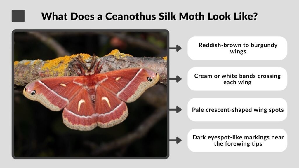 What Does a Ceanothus Silk Moth Look Like?