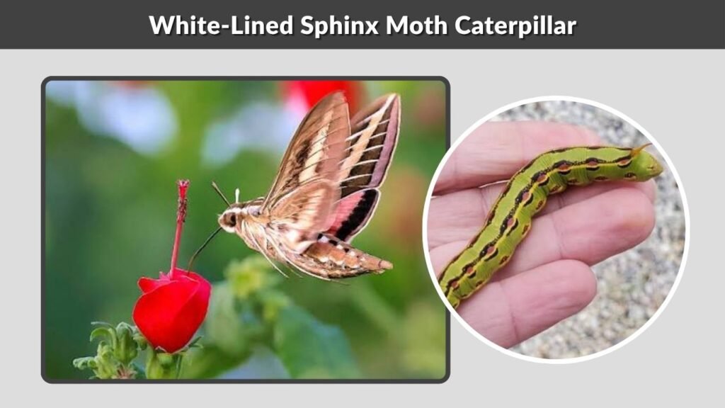 White-Lined Sphinx Moth Caterpillar