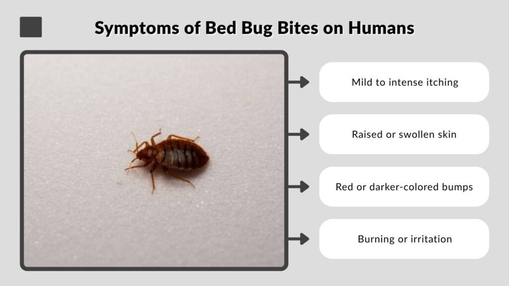 Symptoms of Bed Bug Bites on Humans