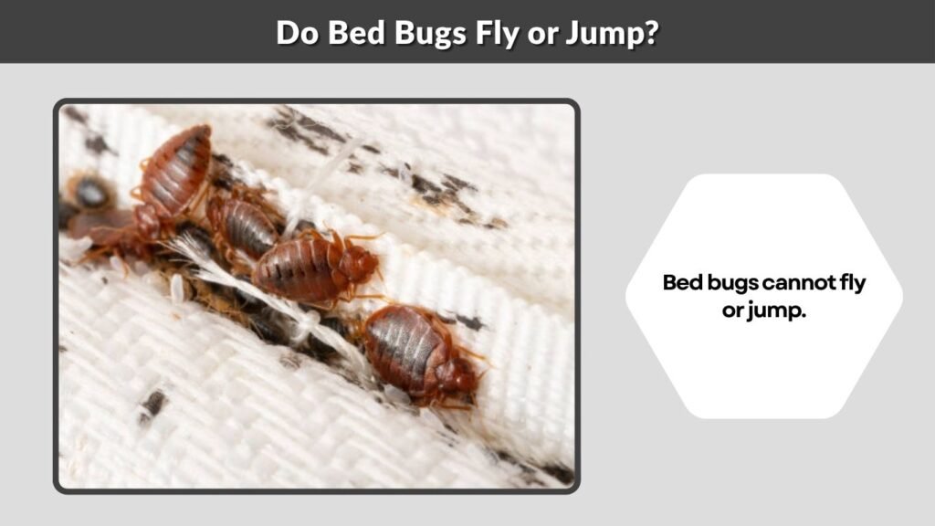 Do Bed Bugs Fly or Jump?