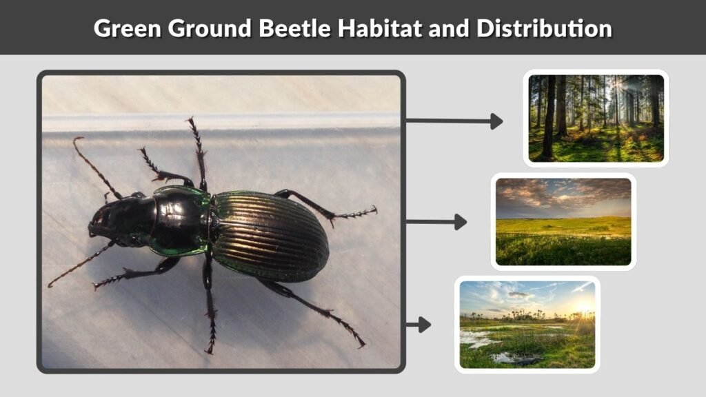 Green Ground Beetle Habitat and Distribution