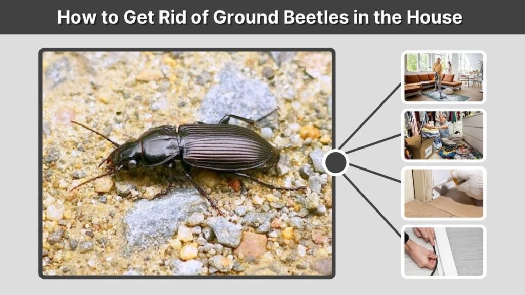 How to Get Rid of Ground Beetles in the House
