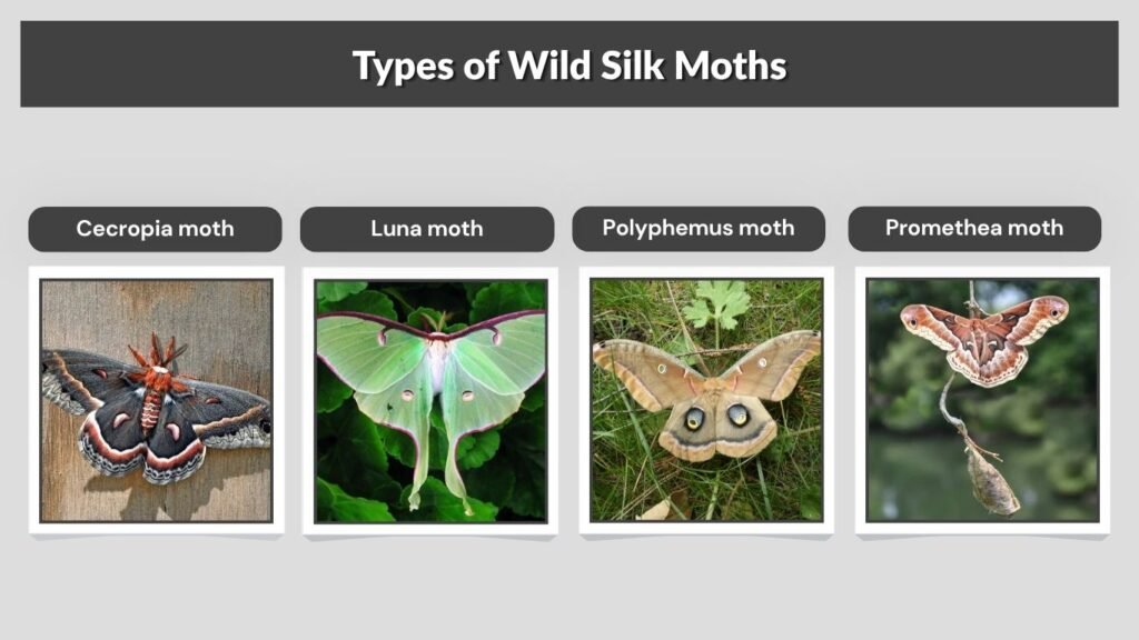 Types of Wild Silk Moths