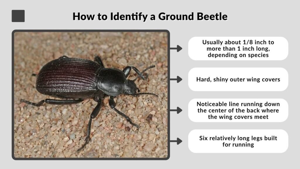 How to Identify a Ground Beetle