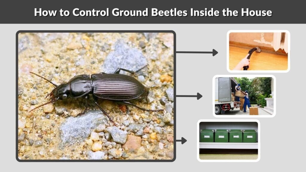 How to Control Ground Beetles Inside the House