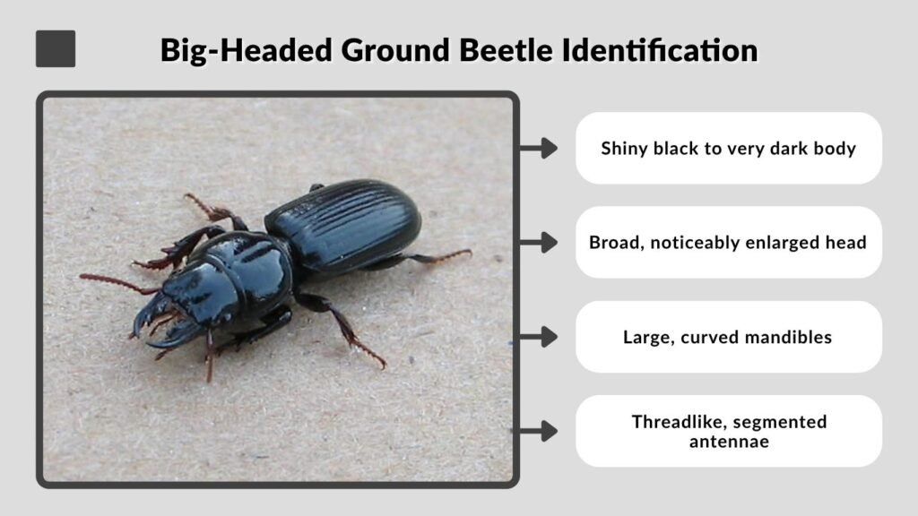 Big-Headed Ground Beetle Identification