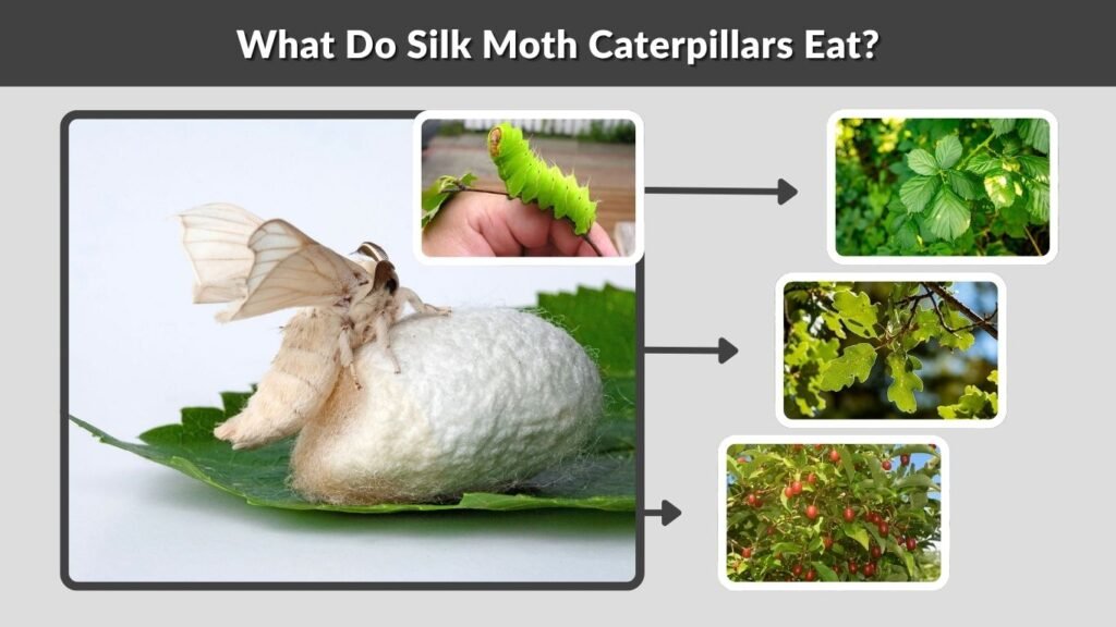 What Do Silk Moth Caterpillars Eat?