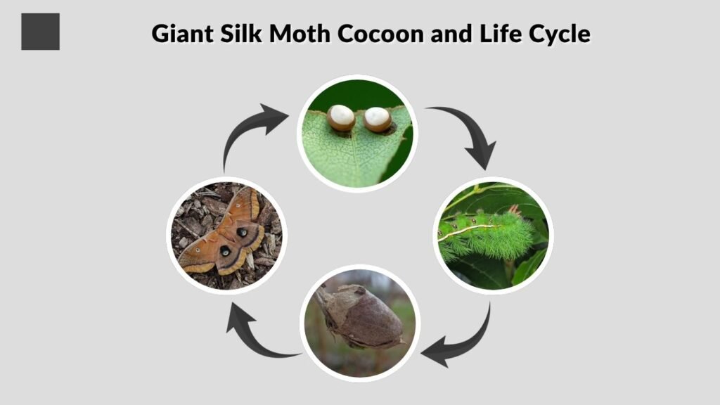 Giant Silk Moth Cocoon and Life Cycle