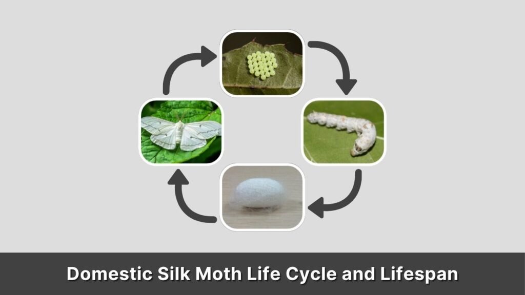 Domestic Silk Moth Life Cycle and Lifespan