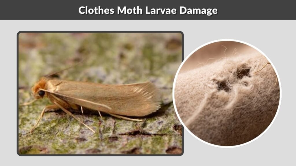 Clothes Moth Larvae Damage