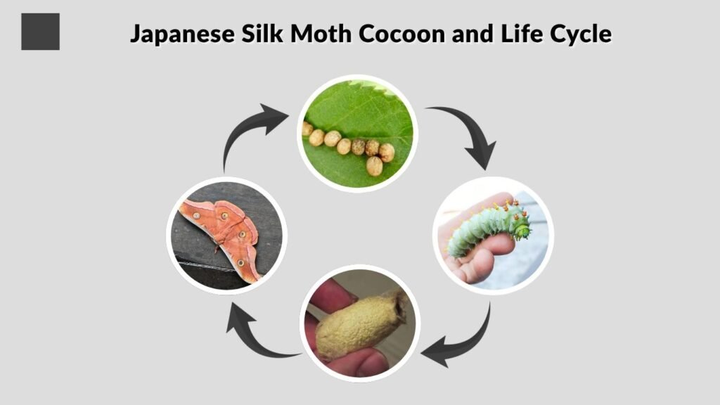 Japanese Silk Moth Cocoon and Life Cycle