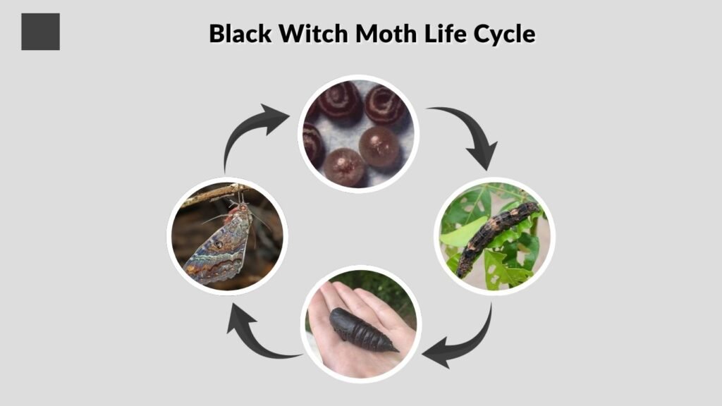 Black Witch Moth Life Cycle