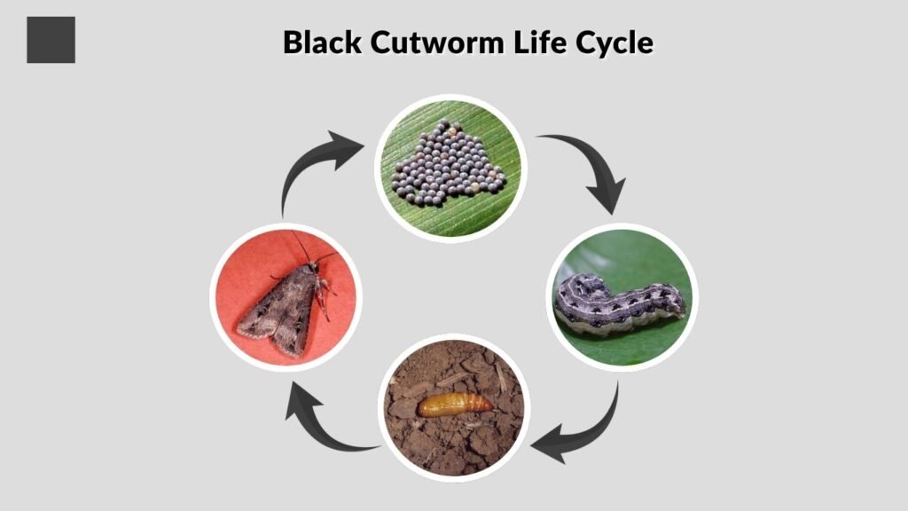 Black Cutworm Life Cycle
