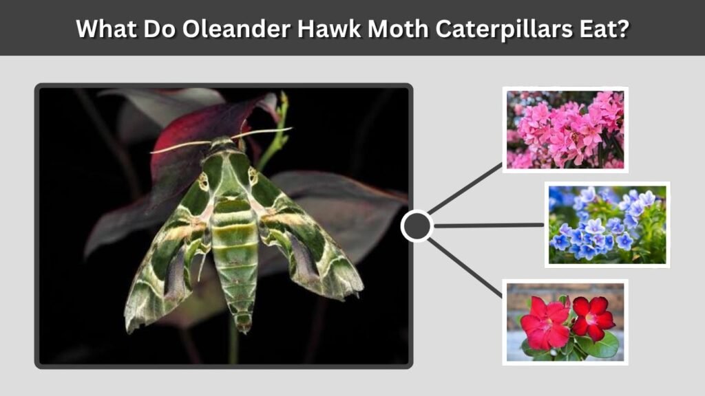 What Do Oleander Hawk Moth Caterpillars Eat?