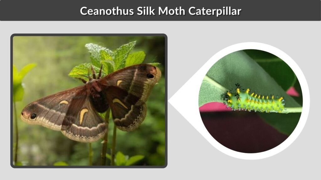 Ceanothus Silk Moth Caterpillar