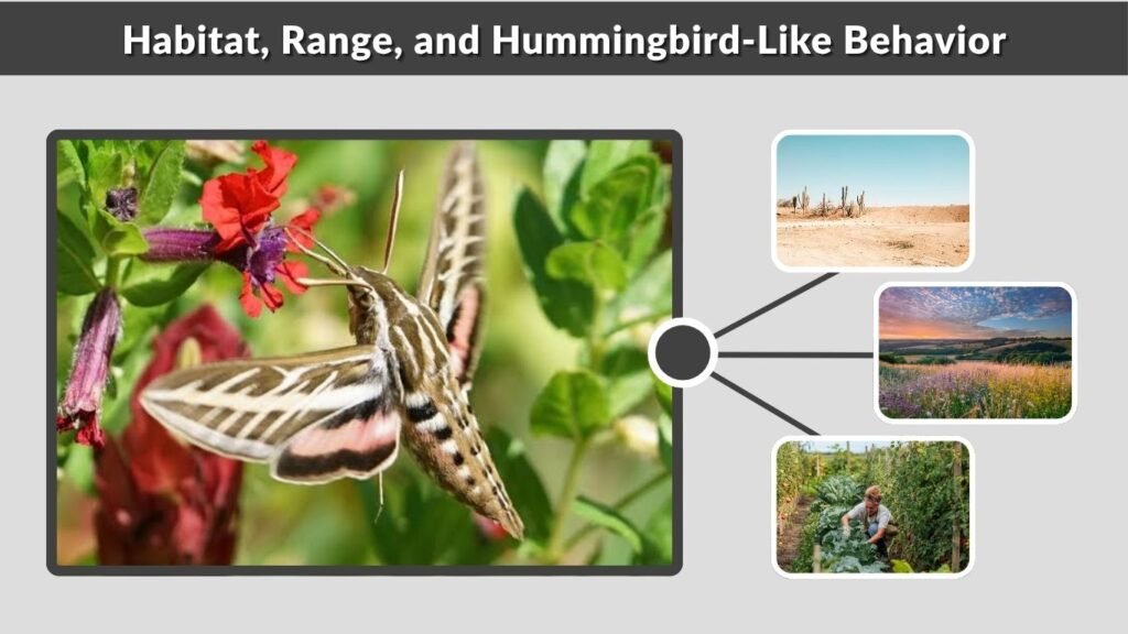 Habitat, Range, and Hummingbird-Like Behavior