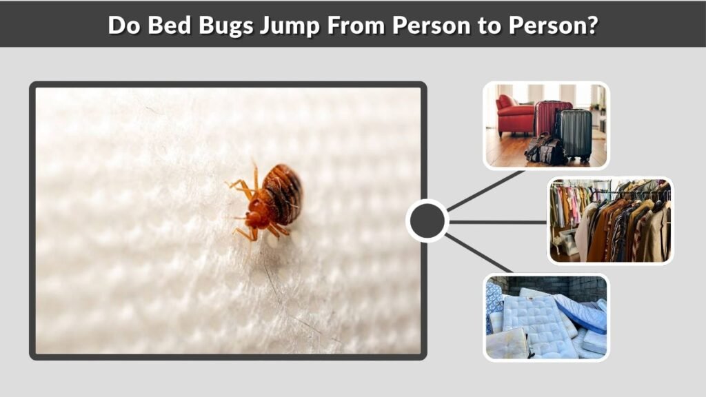 Do Bed Bugs Jump From Person to Person?
