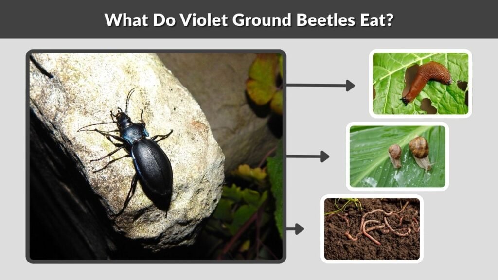 What Do Violet Ground Beetles Eat?