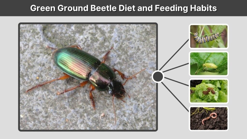 Green Ground Beetle Diet and Feeding Habits