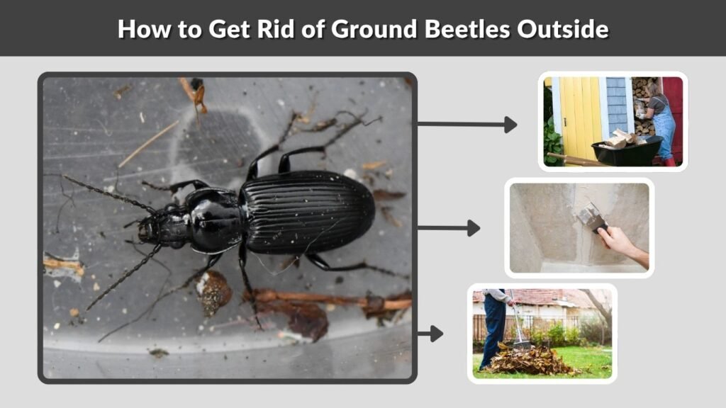 How to Get Rid of Ground Beetles Outside