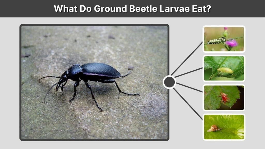 What Do Ground Beetle Larvae Eat?