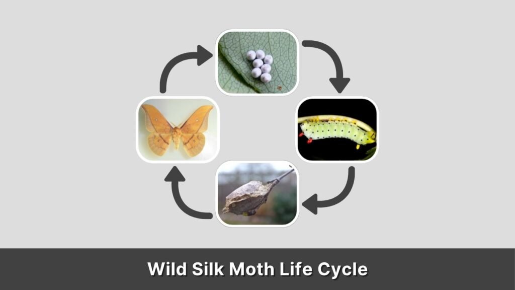 Wild Silk Moth Life Cycle