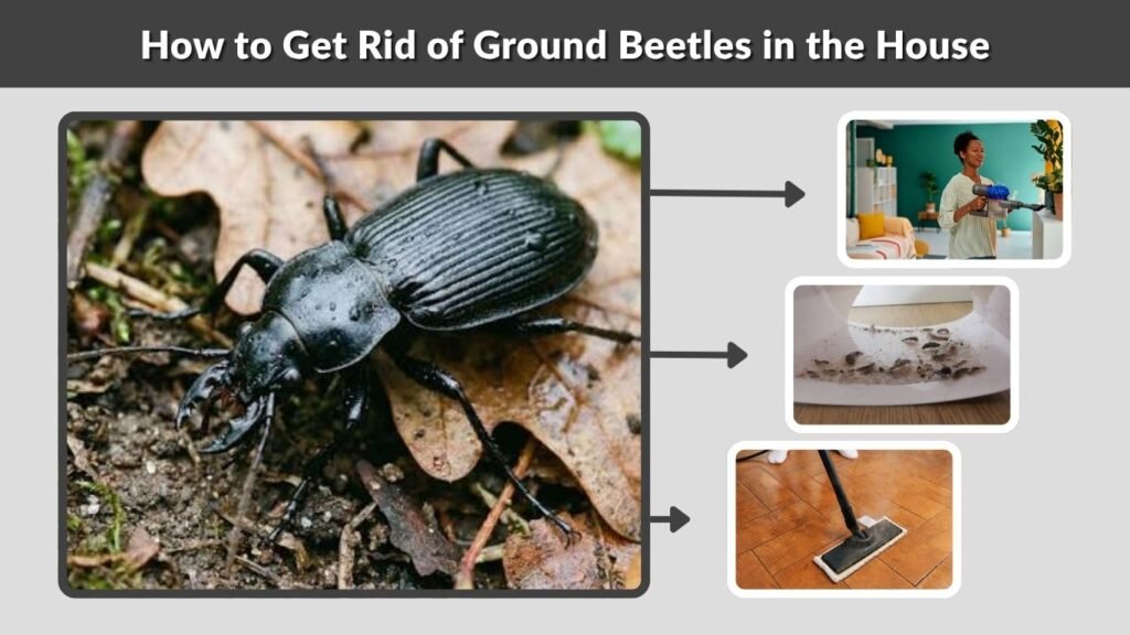 How to Get Rid of Ground Beetles in the House