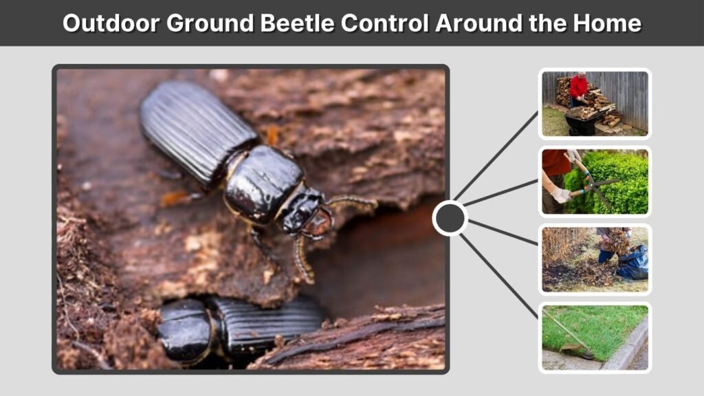 Outdoor Ground Beetle Control Around the Home