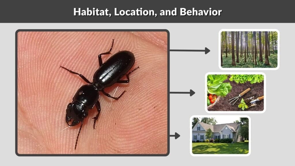 Habitat, Location, and Behavior