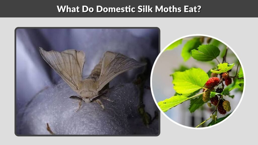 What Do Domestic Silk Moths Eat?