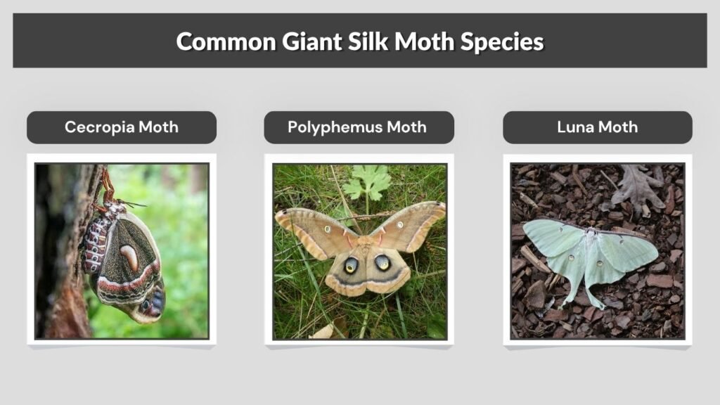 Common Giant Silk Moth Species
