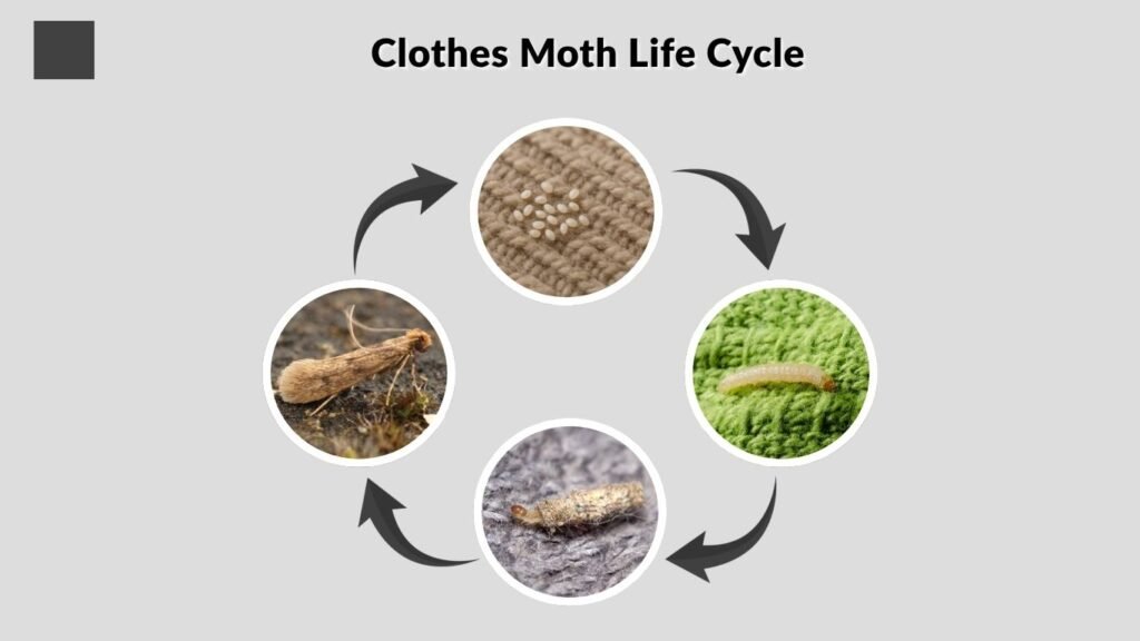 Clothes Moth Life Cycle