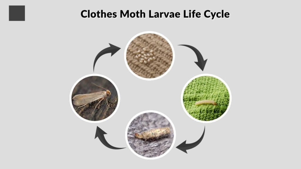 Clothes Moth Larvae Life Cycle