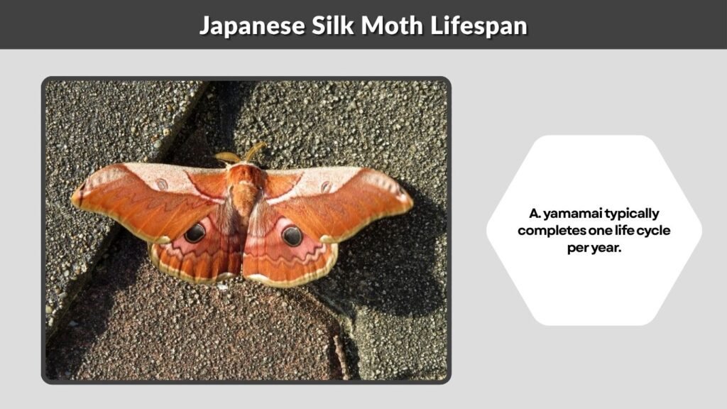 Japanese Silk Moth Lifespan
