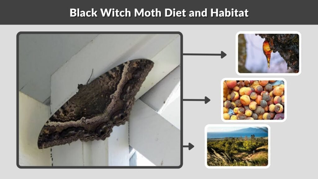 Black Witch Moth Diet and Habitat